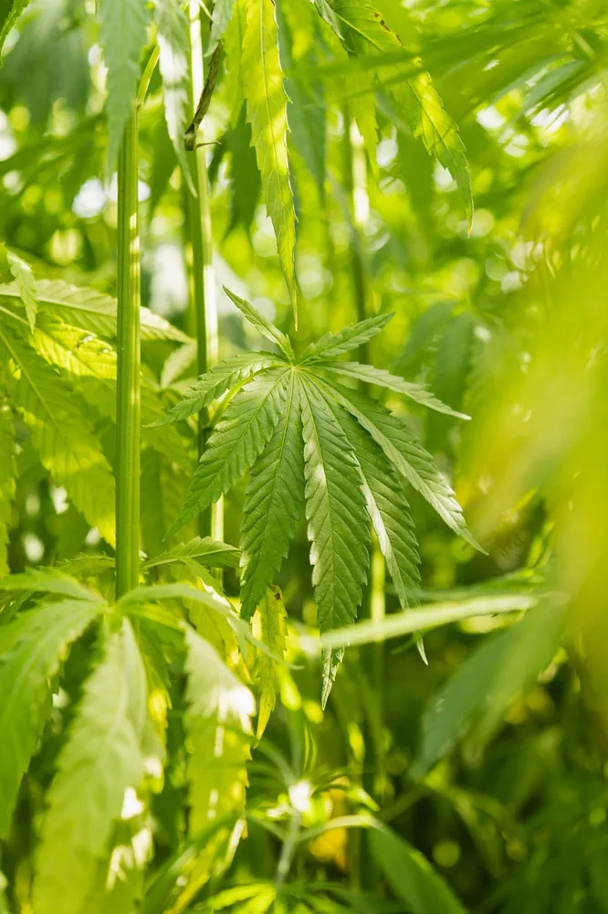 Cultivated industrial hemp stalk stand