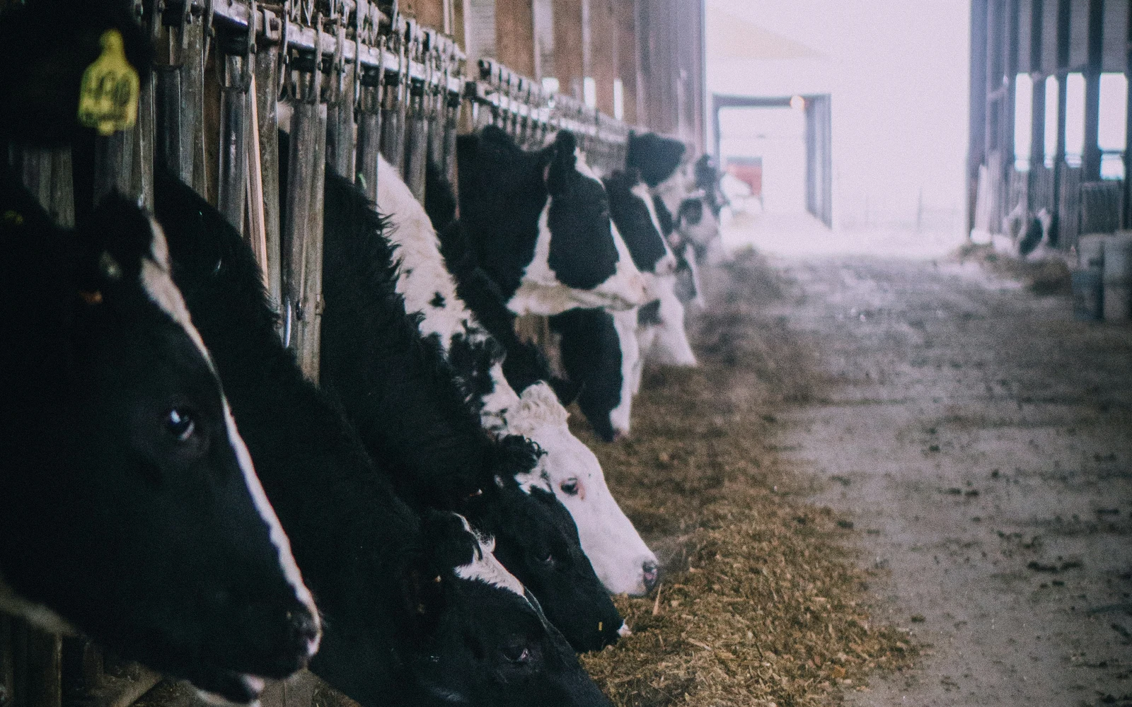 Dairy cattle feeding with organic animal feed pellet binders